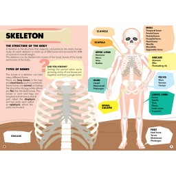 Learning anatomy made fun with a 3 feet tall, 200 piece floor puzzle and 32-page book!  Put together the detailed puzzle and read the book to learn all about the cycle of life and the human body! Take a fascinating tour of the human body! How does your respiratory system work? What kind of bones make up a skeleton? How does food get digested? How many cells does one body contain?  Ideal for ages 6 and up