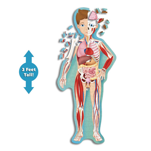 Learning anatomy made fun with a 3 feet tall, 200 piece floor puzzle and 32-page book!  Put together the detailed puzzle and read the book to learn all about the cycle of life and the human body!  Take a fascinating tour of the human body! How does your respiratory system work? What kind of bones make up a skeleton? How does food get digested? How many cells does one body contain?  Ideal for ages 6 and up